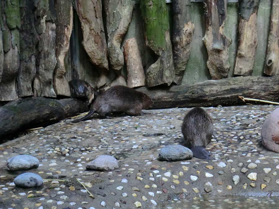 Europäischer Biber im Zoo Wuppertal im August 2014