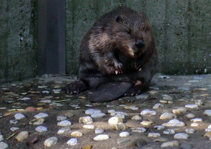 Europäischer Biber im Wuppertaler Zoo im August 2014