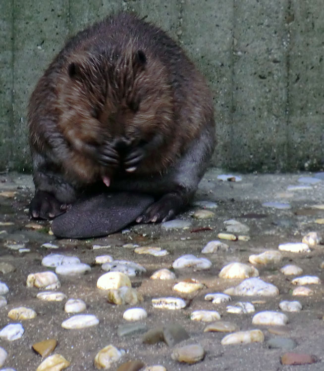 Europäischer Biber im Zoo Wuppertal im August 2014