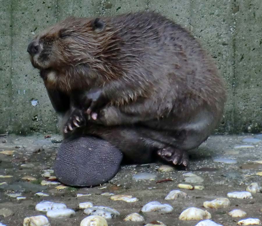 Europäischer Biber im Wuppertaler Zoo im August 2014