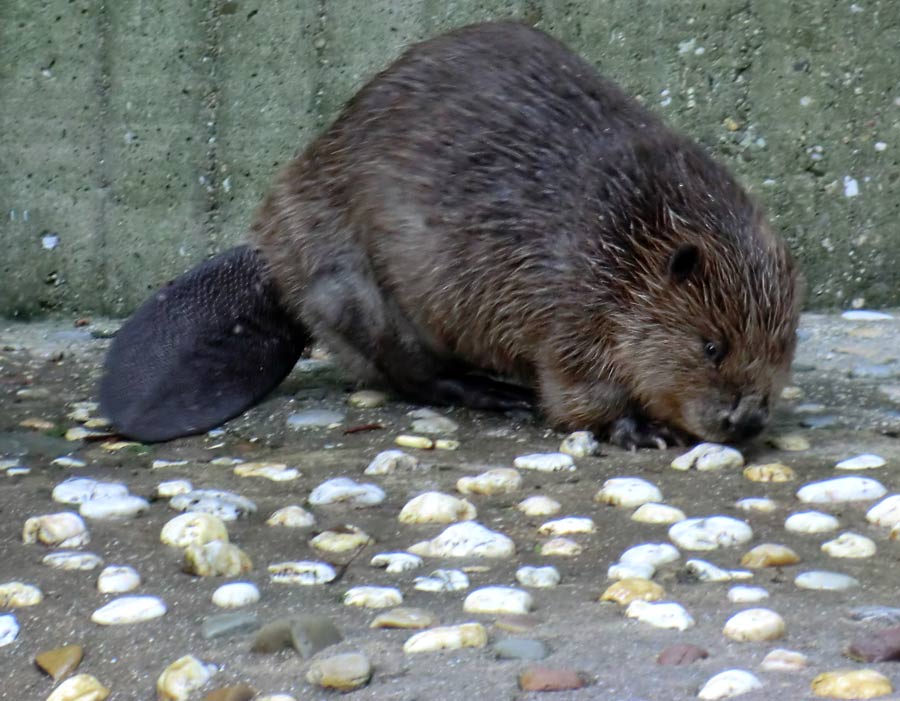 Europäischer Biber im Zoo Wuppertal im August 2014