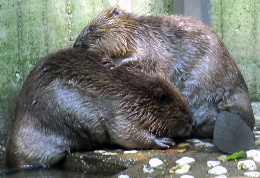 Europäischer Biber im Wuppertaler Zoo im August 2014