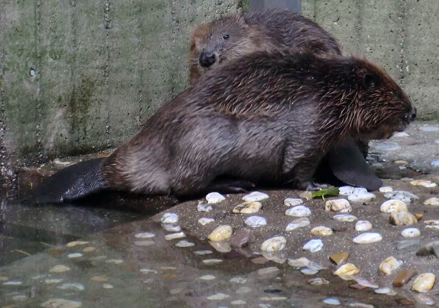 Europäischer Biber im Zoologischen Garten Wuppertal im August 2014