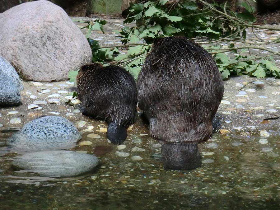 Europäischer Biber im Zoologischen Garten Wuppertal im August 2014