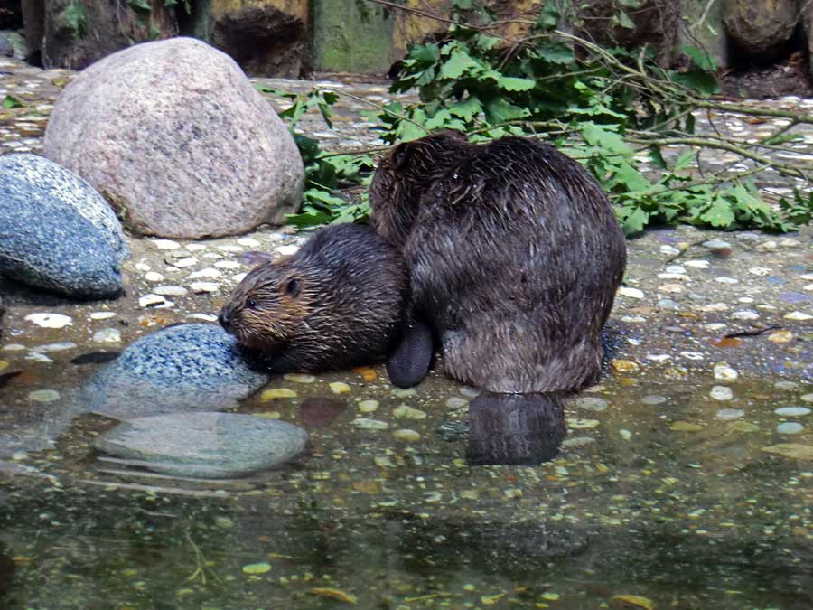 Europäischer Biber im Wuppertaler Zoo im August 2014