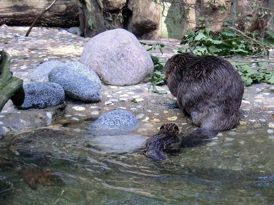 Europäischer Biber im Zoologischen Garten Wuppertal im August 2014