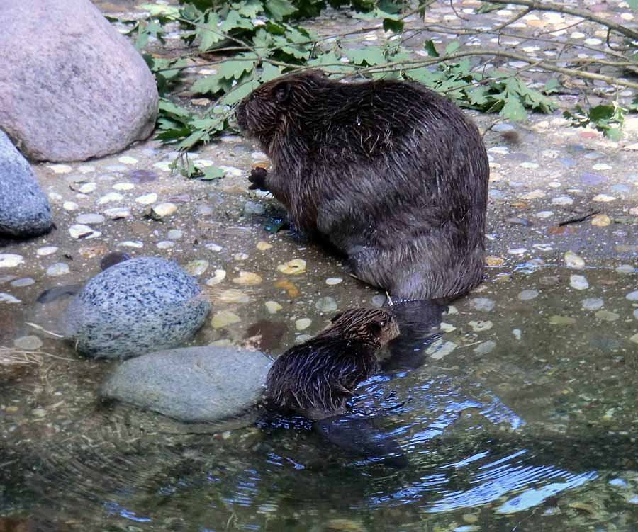 Europäischer Biber im Wuppertaler Zoo im August 2014