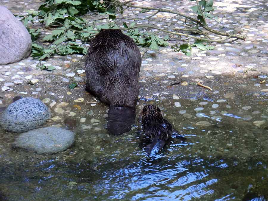 Europäischer Biber im Zoo Wuppertal im August 2014