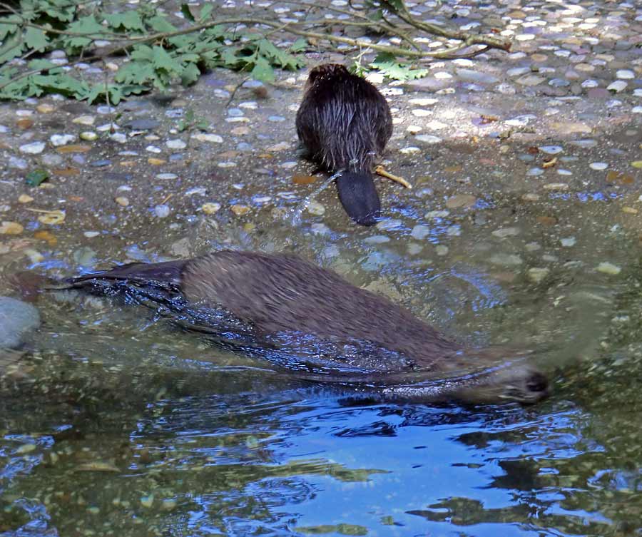 Europäischer Biber im Wuppertaler Zoo im August 2014