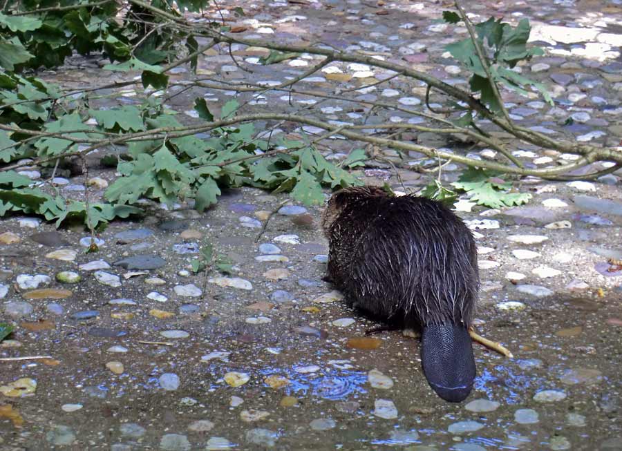 Europäischer Biber im Zoo Wuppertal im August 2014