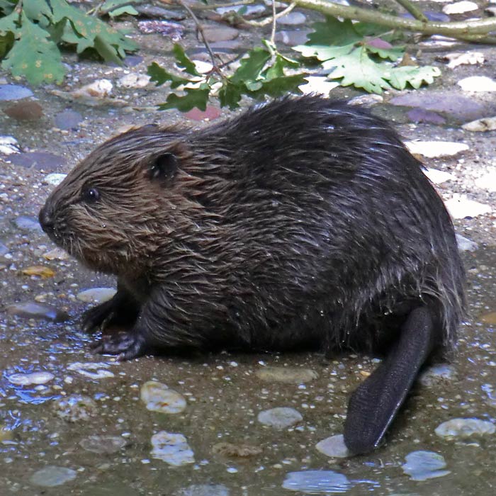 Europäischer Biber im Wuppertaler Zoo im August 2014