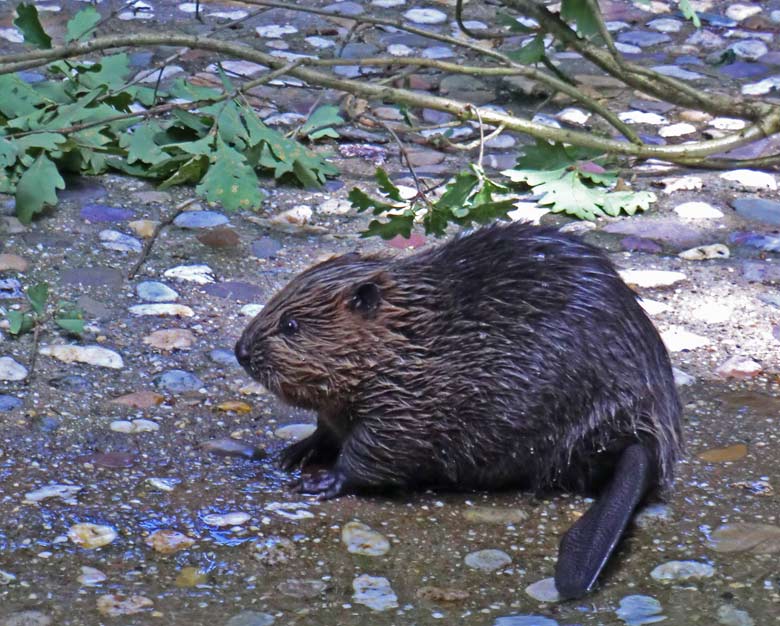 Europäischer Biber Jungtier im August 2014 im Zoologischen Garten der Stadt Wuppertal