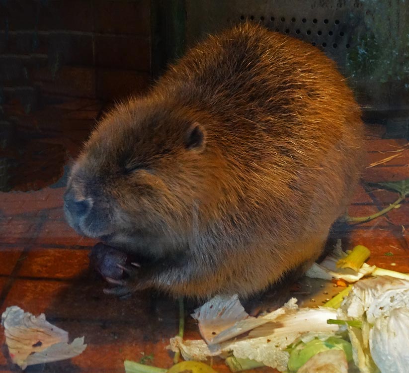 Europäischer Biber im Wuppertaler Zoo im Januar 2015