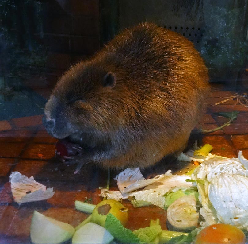 Europäischer Biber im Zoo Wuppertal im Januar 2015