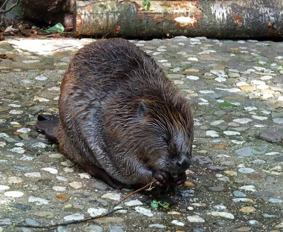 Europäischer Biber im Zoo Wuppertal im Mai 2015