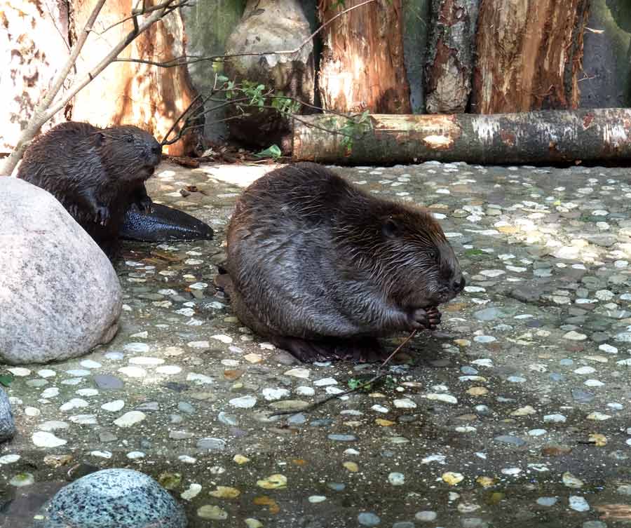 Europäischer Biber im Grünen Zoo Wuppertal im Mai 2015