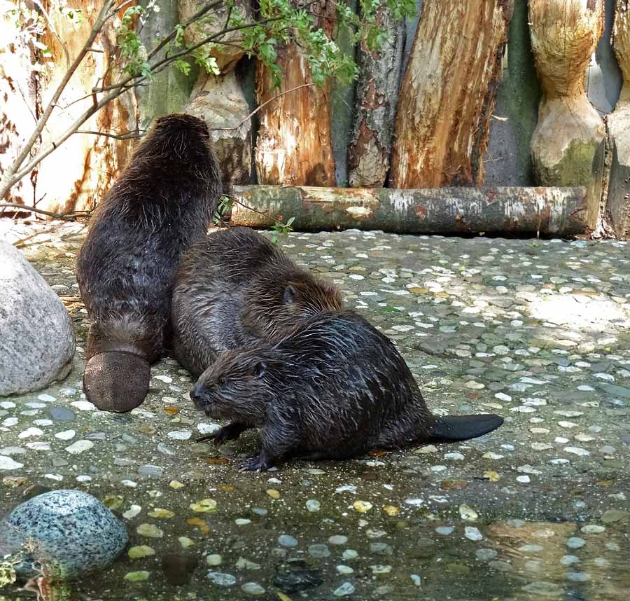 Europäischer Biber im Zoo Wuppertal im Mai 2015