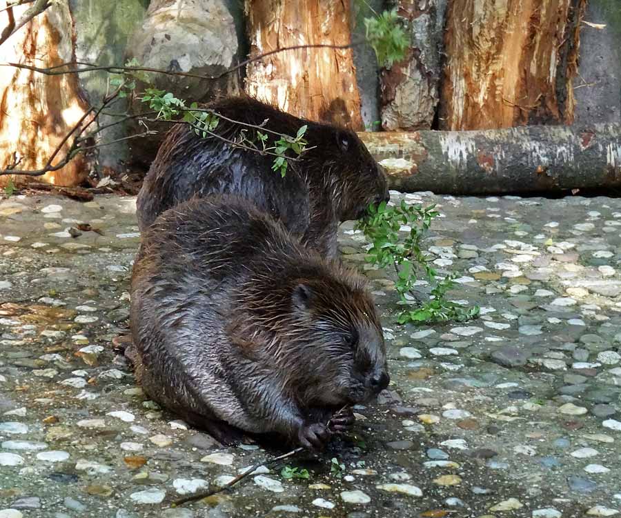 Europäischer Biber im Grünen Zoo Wuppertal im Mai 2015