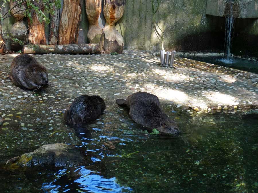 Europäischer Biber im Zoo Wuppertal im Mai 2015