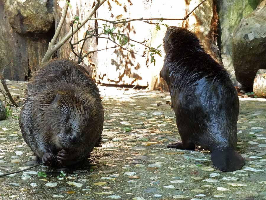 Europäischer Biber im Grünen Zoo Wuppertal im Mai 2015