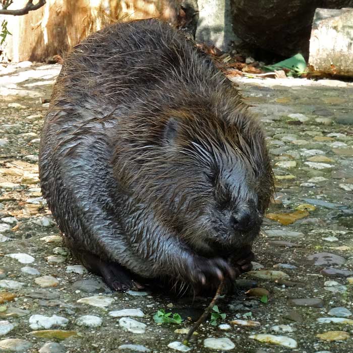 Europäischer Biber im Wuppertaler Zoo im Mai 2015