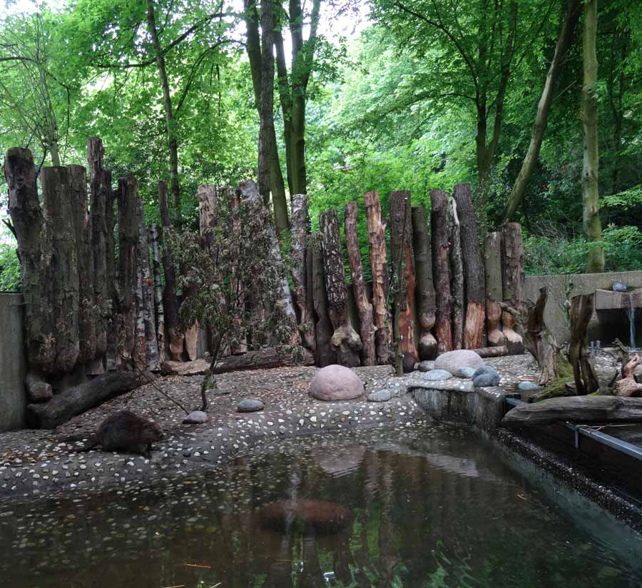 Europäischer Biber im Wuppertaler Zoo im Mai 2015