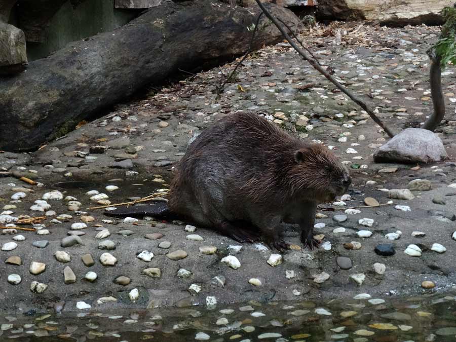 Europäischer Biber im Zoo Wuppertal im Mai 2015