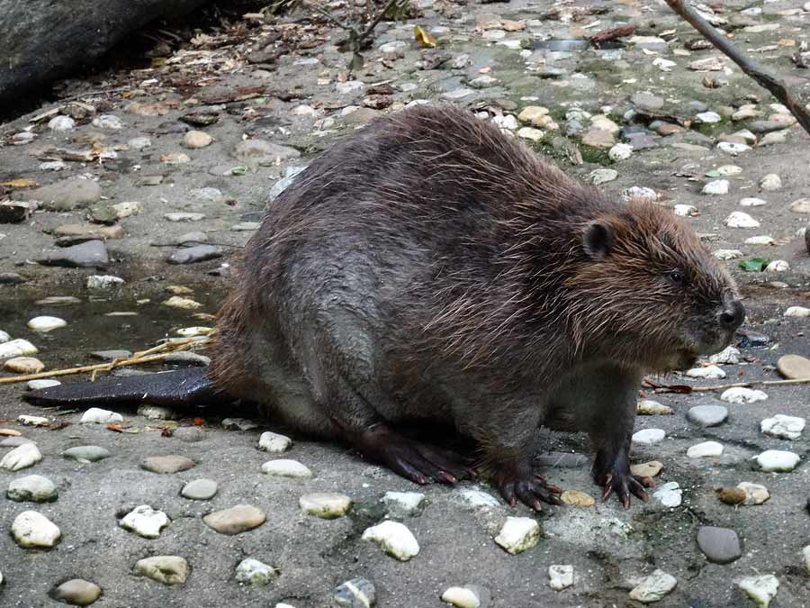 Europäischer Biber im Zoologischen Garten Wuppertal im Mai 2015