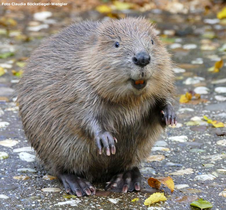 Europäischer Biber am 23. Oktober 2015 auf der Außenanlage im Wuppertaler Zoo (Foto Claudia Böckstiegel-Wengler)