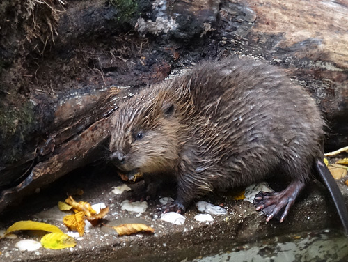 Europäischer Biber Jungtier am 25. Oktober 2015 im Grünen Zoo Wuppertal