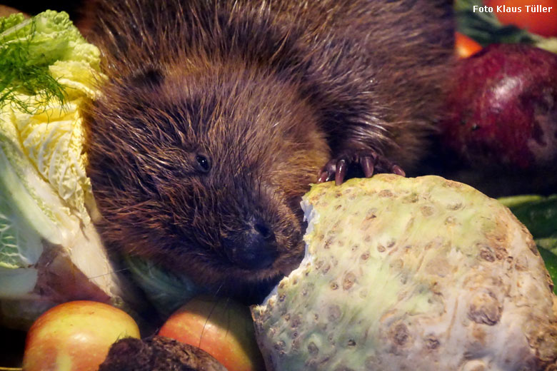 Europäischer Biber am 16. Dezember 2017 im Zoologischen Garten der Stadt Wuppertal (Foto Klaus Tüller)