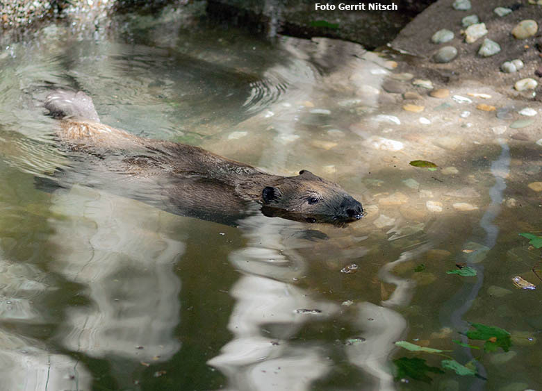 Europäischer Biber am 16. Juli 2018 im Wasser der Außenanlage im Grünen Zoo Wuppertal (Foto Gerrit Nitsch)