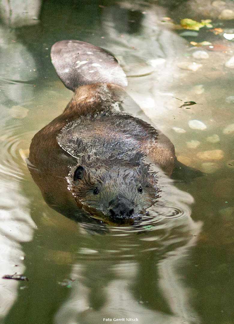 Europäischer Biber am 16. Juli 2018 im Wasser der Außenanlage im Wuppertaler Zoo (Foto Gerrit Nitsch)