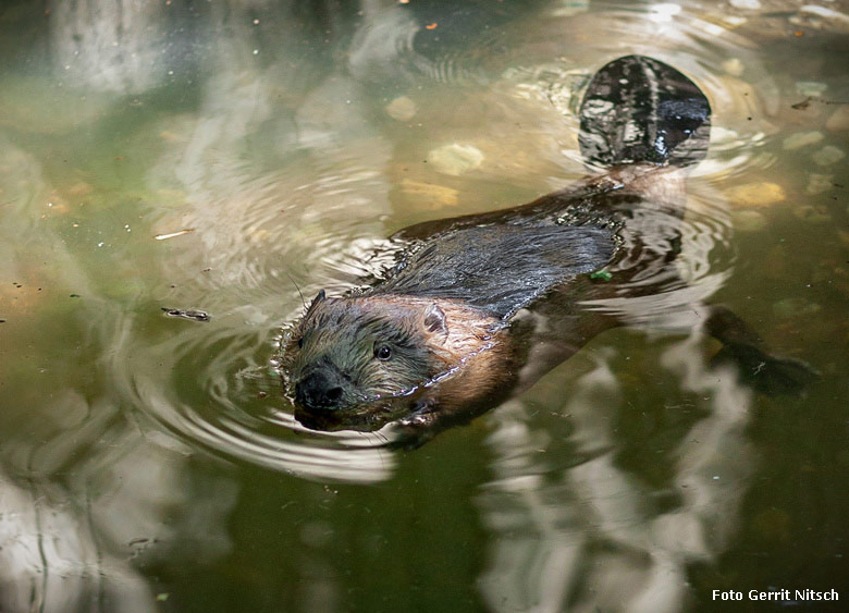 Europäischer Biber am 16. Juli 2018 im Wasser der Außenanlage im Zoologischen Garten Wuppertal (Foto Gerrit Nitsch)