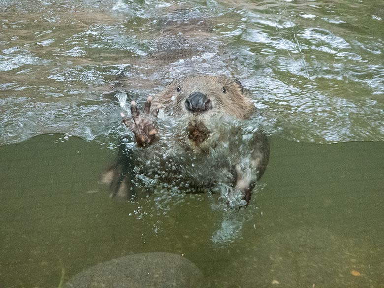 Europäischer Biber am 8. September 2018 an der Scheibe der Außenanlage im Grünen Zoo Wuppertal