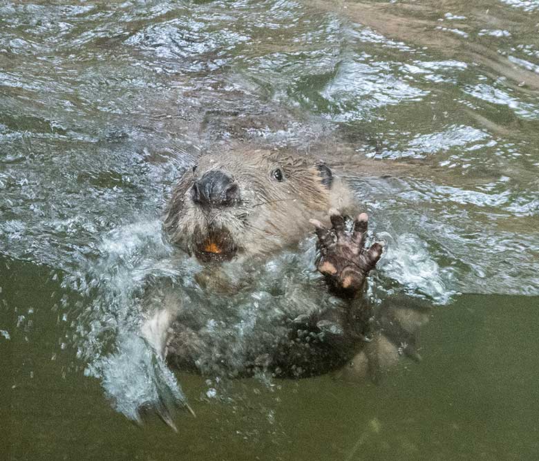 Europäischer Biber am 8. September 2018 an der Scheibe der Außenanlage im Wuppertaler Zoo