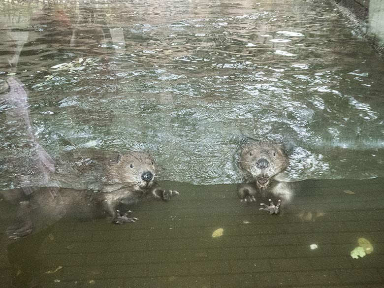 Europäische Biber am 8. September 2018 an der Scheibe der Außenanlage im Zoologischen Garten Wuppertal