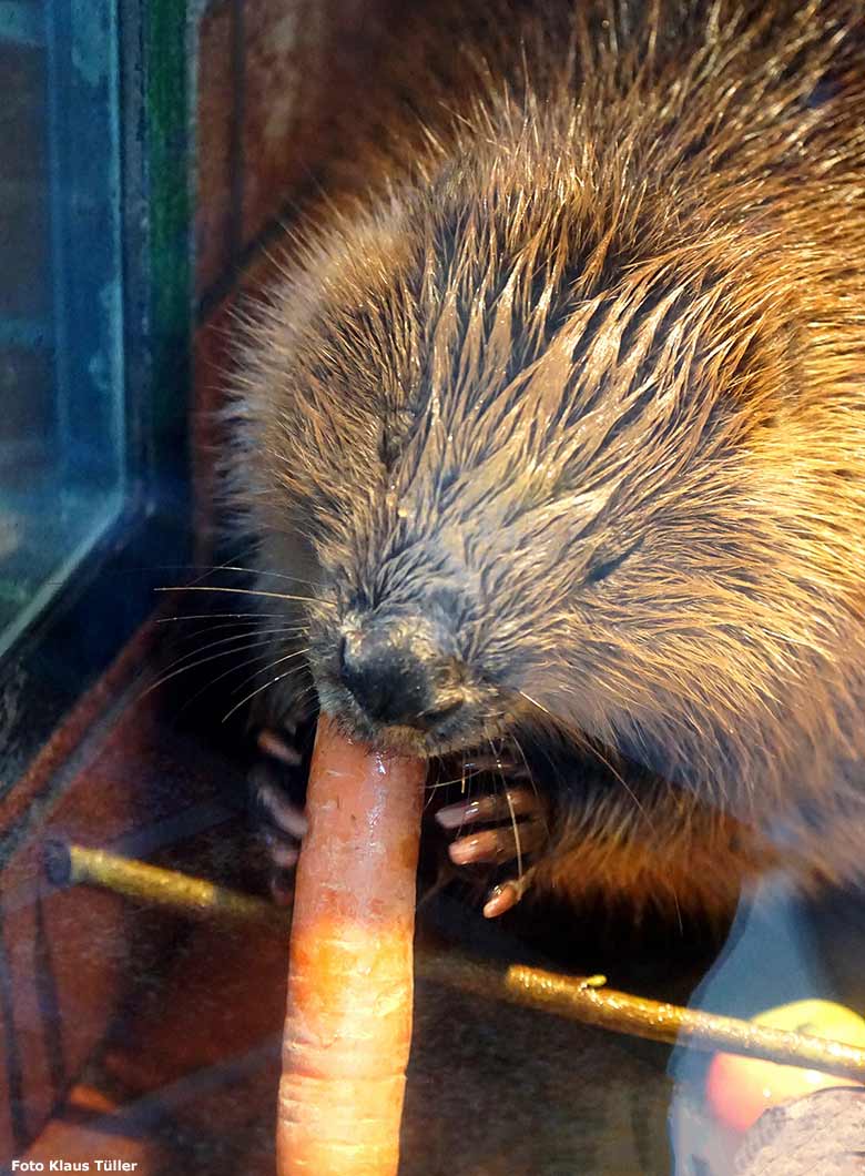 Europäischer Biber am 18. November 2018 im Biber-Haus im Grünen Zoo Wuppertal (Foto Klaus Tüller)