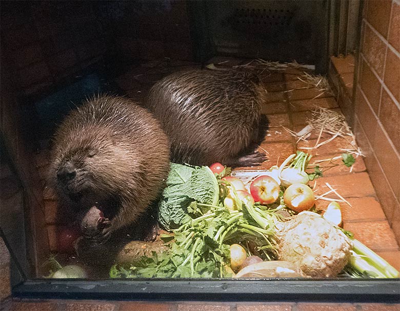 Europäische Biber im Biber-Haus im Grünen Zoo Wuppertal