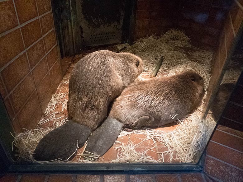 Europäische Biber im Biber-Haus im Wuppertaler Zoo