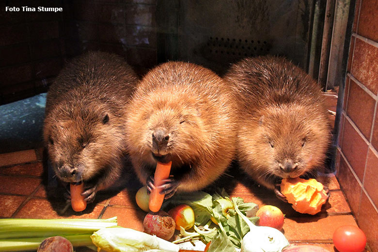 Drei der derzeit fünf Europäischen Biber am 23. Dezember 2018 im Biber-Haus im Grünen Zoo Wuppertal (Foto Tina Stumpe)