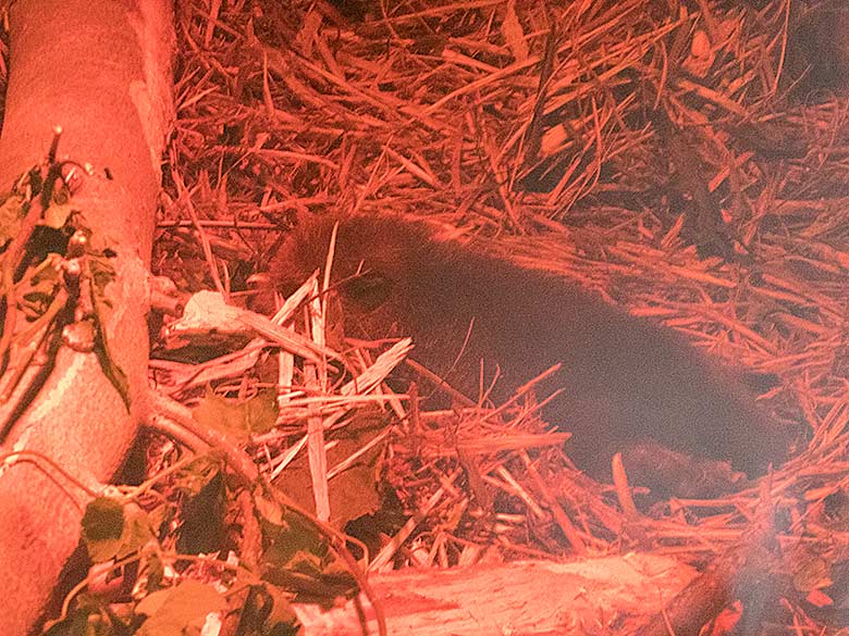 Ein Jungtier beim Europäischen Biber am 19. Juli 2019 unter einer roten Wärmelampe im Biber-Haus im Grünen Zoo Wuppertal