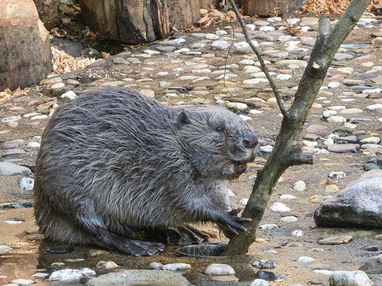 Europäischer Biber am 10. Dezember 2019 auf der Außenanlage am Biber-Haus im Wuppertaler Zoo