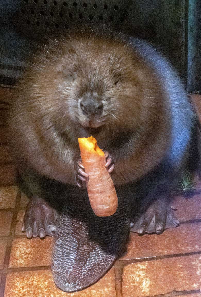 Europäischer Biber am 5. Januar 2020 im Biber-Haus im Zoologischen Garten Wuppertal