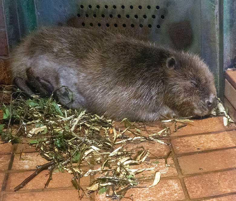 Europäischer Biber am 24. Mai 2020 im Biber-Haus im Grünen Zoo Wuppertal