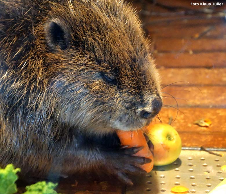 Europäischer Biber am 29. Juni 2020 im Innengehege im Biber-Haus im Zoologischen Garten Wuppertal (Foto Klaus Tüller)