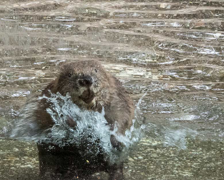 Europäischer Biber im Wasser am 10. Juli 2020 an der Scheibe der Außenanlage im Grünen Zoo Wuppertal