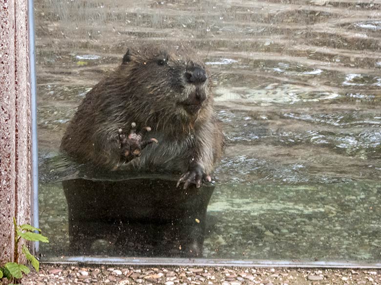 Europäischer Biber im Wasser am 10. Juli 2020 an der Scheibe der Außenanlage im Zoologischen Garten Wuppertal