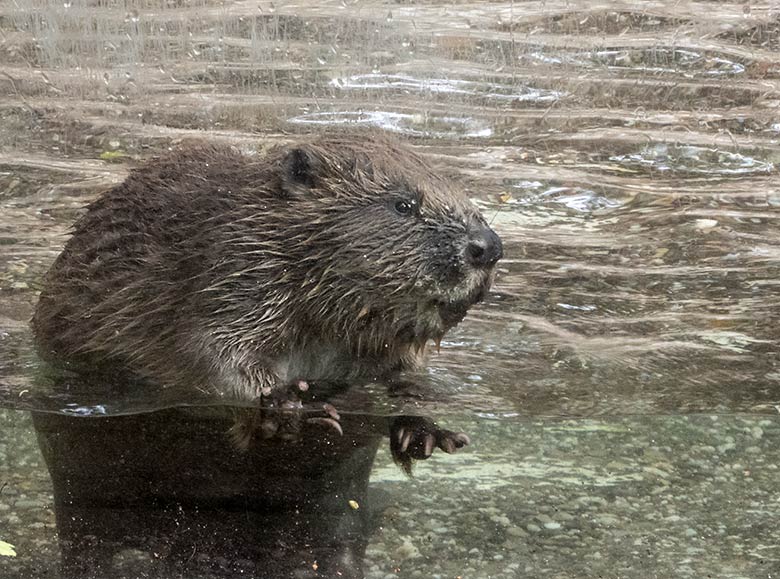 Europäischer Biber im Wasser am 10. Juli 2020 an der Scheibe der Außenanlage im Zoo Wuppertal