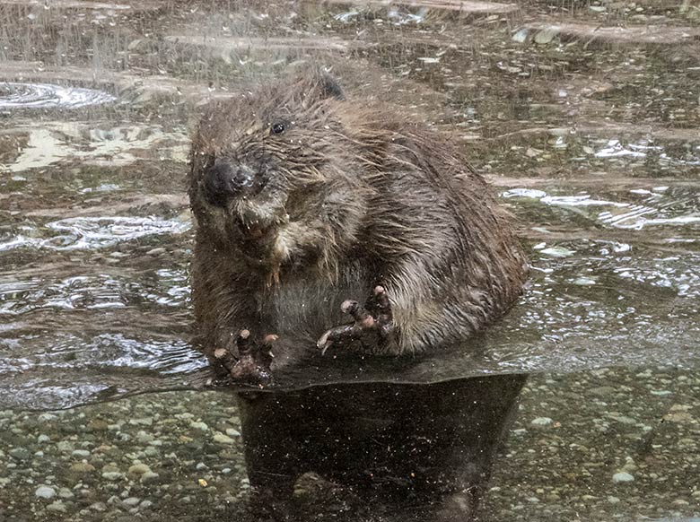 Europäischer Biber im Wasser am 10. Juli 2020 an der Scheibe der Außenanlage im Wuppertaler Zoo